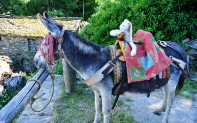 DES CEVENNES AU MONT-LOZERE, J’ACCOMPAGNE LA TRANSHUMANCE !