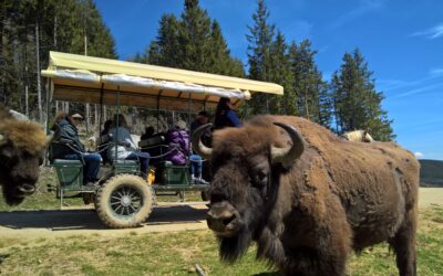 RESERVE DES BISONS D’EUROPE