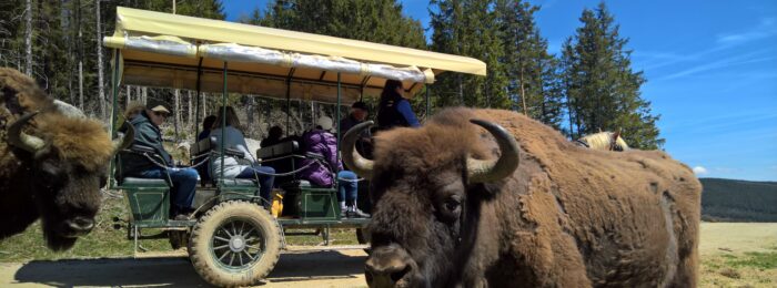 RESERVE DES BISONS D’EUROPE