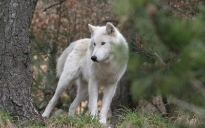 PARC DES LOUPS DU GEVAUDAN