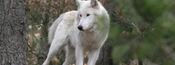 PARC DES LOUPS DU GEVAUDAN